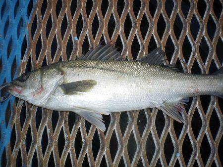 オリジナルメーカー海づり公園(市原市海づり施設) 釣果