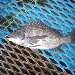 オリジナルメーカー海づり公園(市原市海づり施設) 釣果