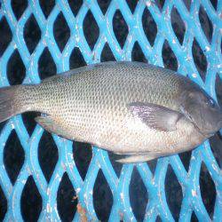 オリジナルメーカー海づり公園(市原市海づり施設) 釣果