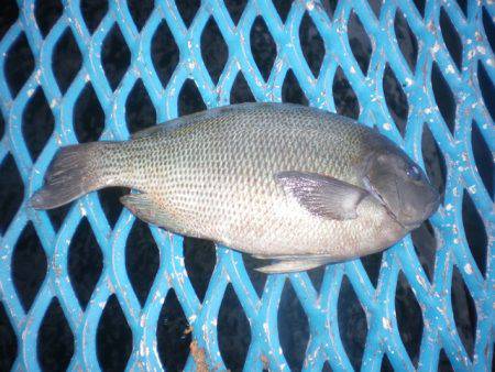 オリジナルメーカー海づり公園(市原市海づり施設) 釣果