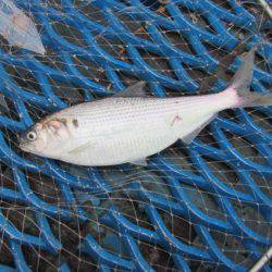 オリジナルメーカー海づり公園(市原市海づり施設) 釣果