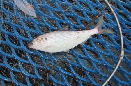オリジナルメーカー海づり公園(市原市海づり施設) 釣果