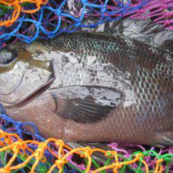 オリジナルメーカー海づり公園(市原市海づり施設) 釣果