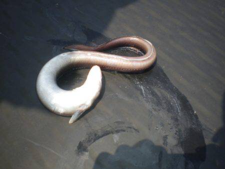 オリジナルメーカー海づり公園(市原市海づり施設) 釣果