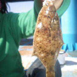 オリジナルメーカー海づり公園(市原市海づり施設) 釣果