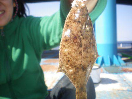 オリジナルメーカー海づり公園(市原市海づり施設) 釣果