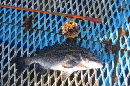 オリジナルメーカー海づり公園(市原市海づり施設) 釣果