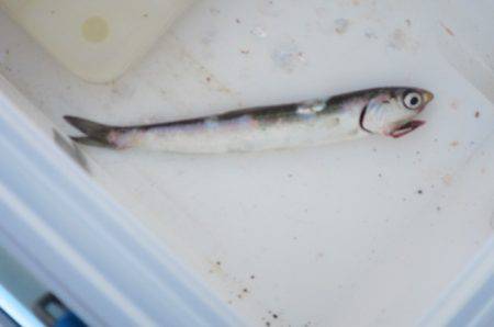 オリジナルメーカー海づり公園(市原市海づり施設) 釣果