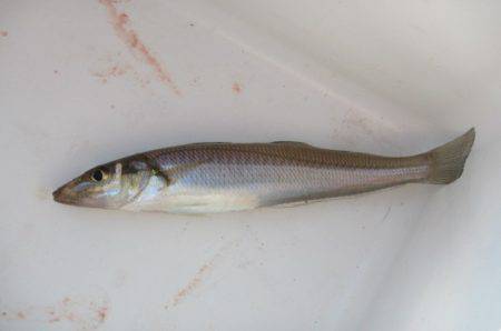 オリジナルメーカー海づり公園(市原市海づり…