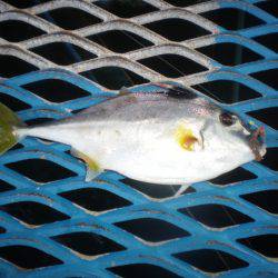 オリジナルメーカー海づり公園(市原市海づり施設) 釣果