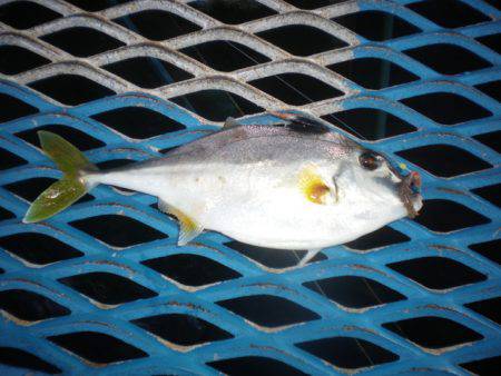 オリジナルメーカー海づり公園(市原市海づり施設) 釣果