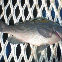 オリジナルメーカー海づり公園(市原市海づり施設) 釣果