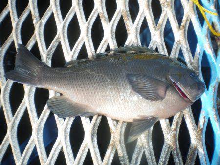 オリジナルメーカー海づり公園(市原市海づり施設) 釣果