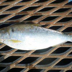 オリジナルメーカー海づり公園(市原市海づり施設) 釣果