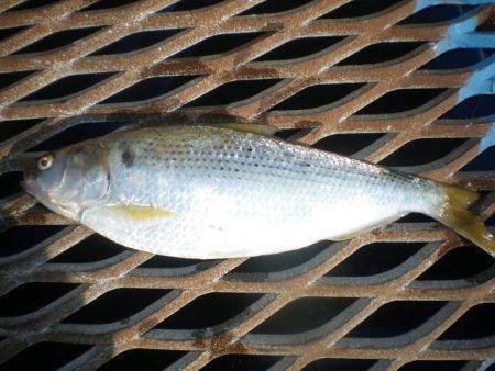 オリジナルメーカー海づり公園(市原市海づり施設) 釣果