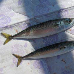 オリジナルメーカー海づり公園(市原市海づり施設) 釣果