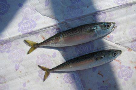 オリジナルメーカー海づり公園(市原市海づり施設) 釣果