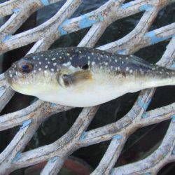 オリジナルメーカー海づり公園(市原市海づり施設) 釣果