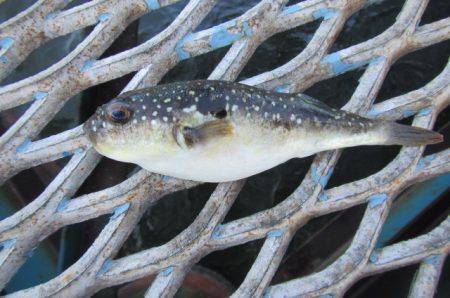 オリジナルメーカー海づり公園(市原市海づり施設) 釣果