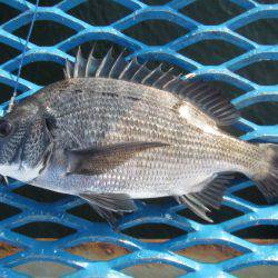 オリジナルメーカー海づり公園(市原市海づり施設) 釣果