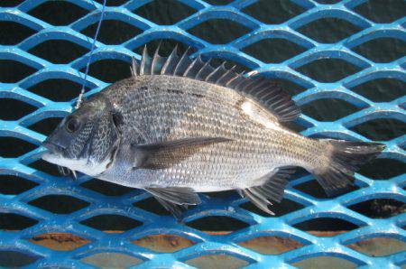 オリジナルメーカー海づり公園(市原市海づり…