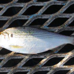 オリジナルメーカー海づり公園(市原市海づり施設) 釣果