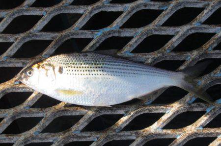 オリジナルメーカー海づり公園(市原市海づり施設) 釣果