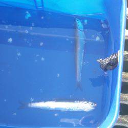 オリジナルメーカー海づり公園(市原市海づり施設) 釣果