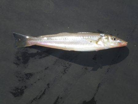 オリジナルメーカー海づり公園(市原市海づり施設) 釣果