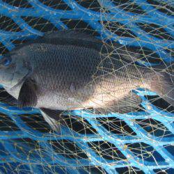 オリジナルメーカー海づり公園(市原市海づり施設) 釣果