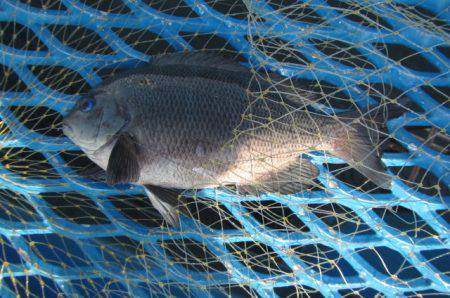 オリジナルメーカー海づり公園(市原市海づり施設) 釣果