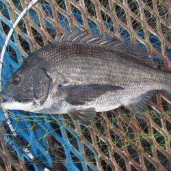 オリジナルメーカー海づり公園(市原市海づり施設) 釣果