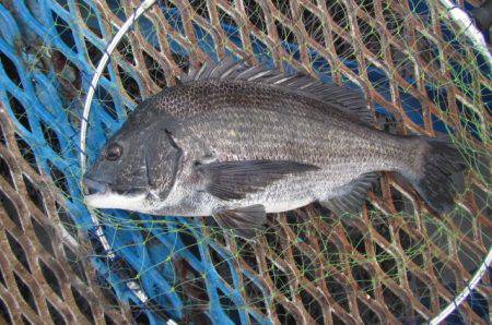 オリジナルメーカー海づり公園(市原市海づり…
