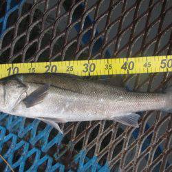 オリジナルメーカー海づり公園(市原市海づり施設) 釣果