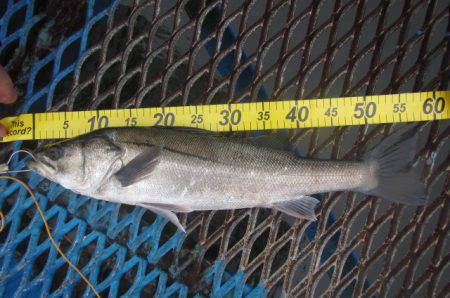 オリジナルメーカー海づり公園(市原市海づり施設) 釣果