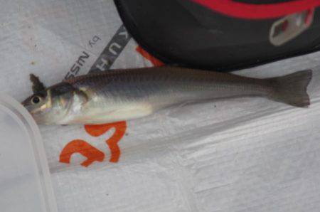 オリジナルメーカー海づり公園(市原市海づり施設) 釣果