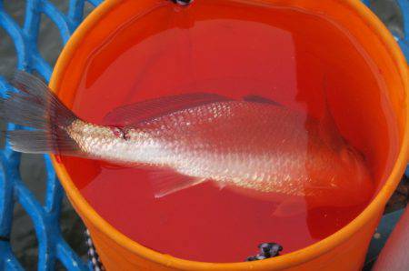 オリジナルメーカー海づり公園(市原市海づり施設) 釣果