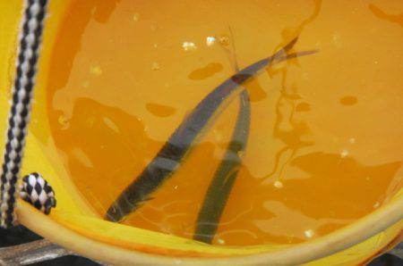 オリジナルメーカー海づり公園(市原市海づり施設) 釣果