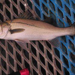 オリジナルメーカー海づり公園(市原市海づり施設) 釣果
