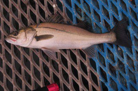 オリジナルメーカー海づり公園(市原市海づり…