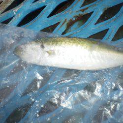 オリジナルメーカー海づり公園(市原市海づり施設) 釣果