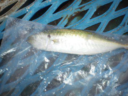 オリジナルメーカー海づり公園(市原市海づり施設) 釣果