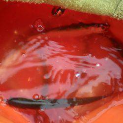 オリジナルメーカー海づり公園(市原市海づり施設) 釣果