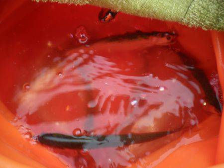 オリジナルメーカー海づり公園(市原市海づり施設) 釣果