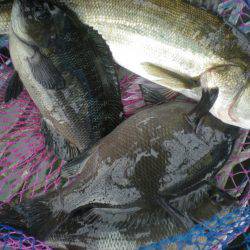 オリジナルメーカー海づり公園(市原市海づり施設) 釣果