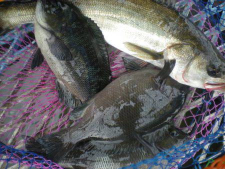 オリジナルメーカー海づり公園(市原市海づり施設) 釣果