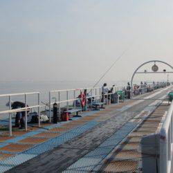 オリジナルメーカー海づり公園(市原市海づり施設) 釣果