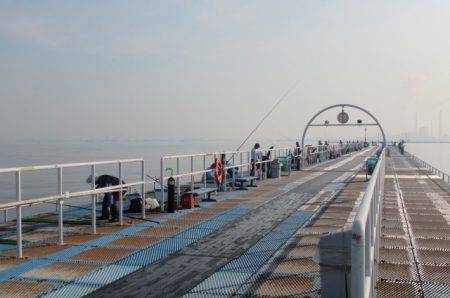 オリジナルメーカー海づり公園(市原市海づり施設) 釣果