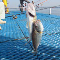 オリジナルメーカー海づり公園(市原市海づり施設) 釣果