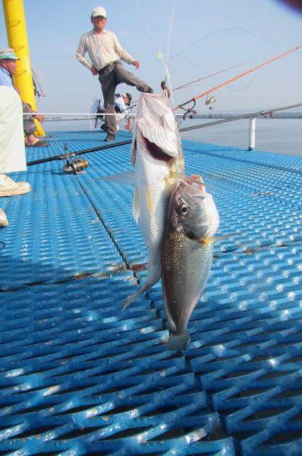 オリジナルメーカー海づり公園(市原市海づり…